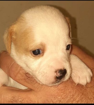 Dänisch Schwedischer Farmdog/ Dansky