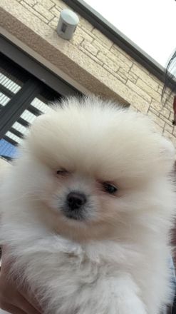 Süßes 5 Monate junges Mini-Pomeranian Weibchen abzugeben!