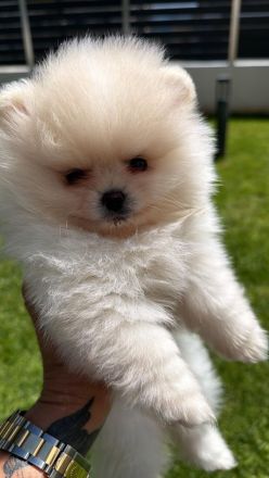 Süßes 5 Monate junges Mini-Pomeranian Weibchen abzugeben!