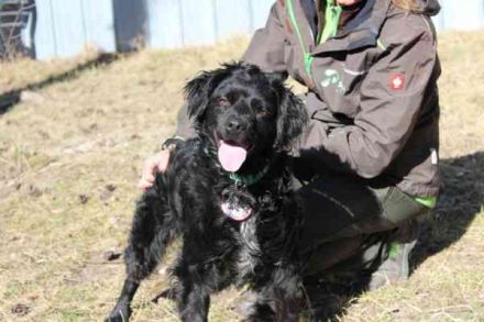Rufus, Epagneul Breton-Mix, geb. 2013, wachsamer Hof- und Begleithund
