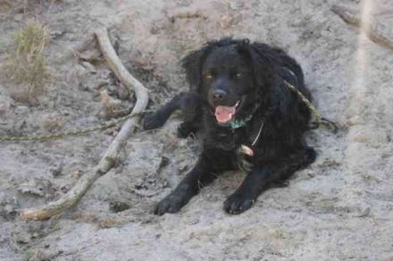 Rufus, Epagneul Breton-Mix, geb. 2013, wachsamer Hof- und Begleithund
