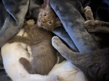 Wunderschöne Siam Kitten