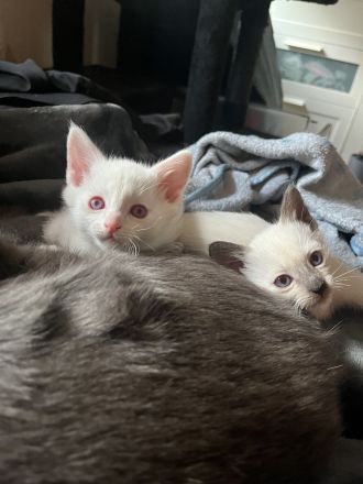 Wunderschöne Siam Kitten