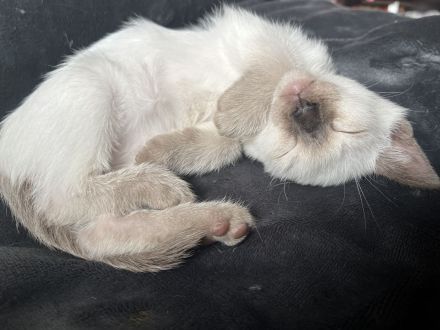 Wunderschöne Siam Kitten
