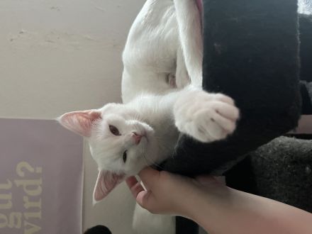 Wunderschöne Siam Kitten