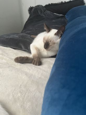 Wunderschöne Siam Kitten