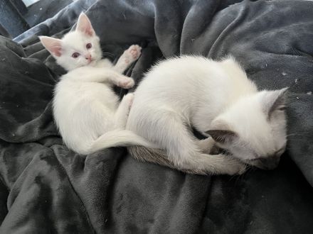 Wunderschöne Siam Kitten
