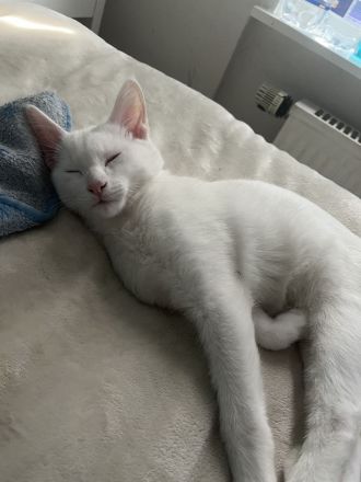 Wunderschöne Siam Kitten