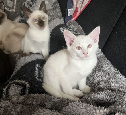 Wunderschöne Siam Kitten