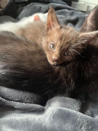 Wunderschöne Siam Kitten