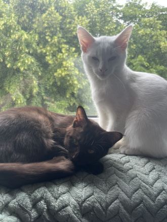 Wunderschöne Siam Kitten