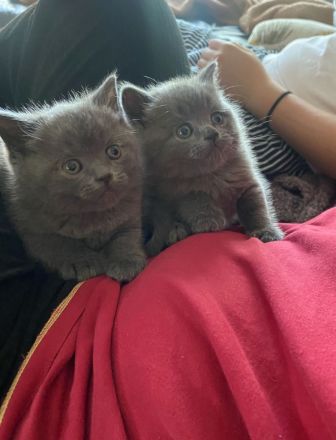 Katzenbabys BKH reinrassig sofort abzugeben Kitten Katze Kater