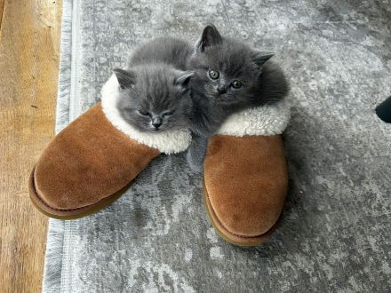 Katzenbabys BKH reinrassig sofort abzugeben Kitten Katze Kater