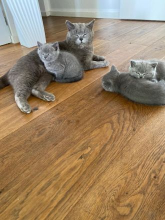 Katzenbabys BKH reinrassig sofort abzugeben Kitten Katze Kater