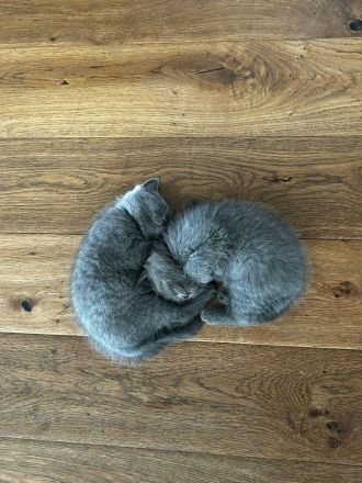 Katzenbabys BKH reinrassig sofort abzugeben Kitten Katze Kater
