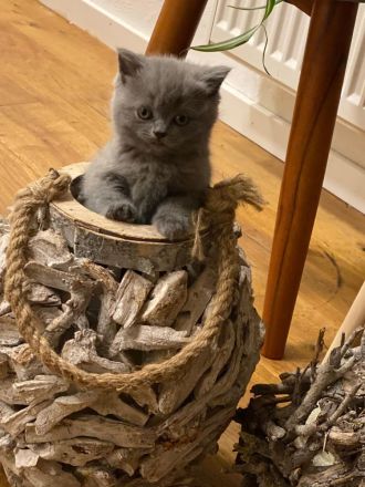 Katzenbabys BKH reinrassig sofort abzugeben Kitten Katze Kater