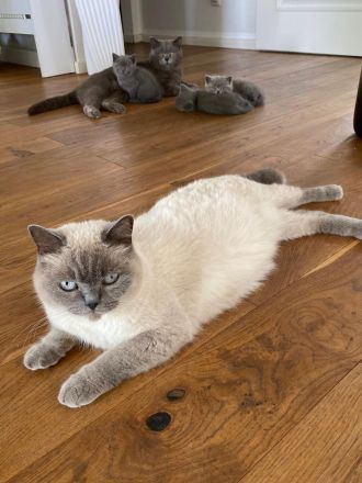 Katzenbabys BKH reinrassig sofort abzugeben Kitten Katze Kater