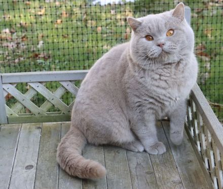 BKH Kater kastriert