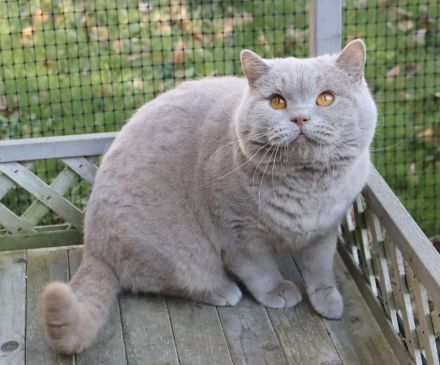BKH Kater kastriert