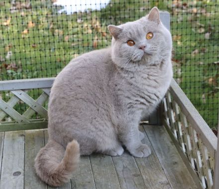 BKH Kater kastriert