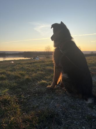 Deutscher Schäferhund stockhaarig