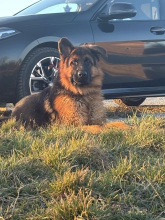 Deutscher Schäferhund stockhaarig