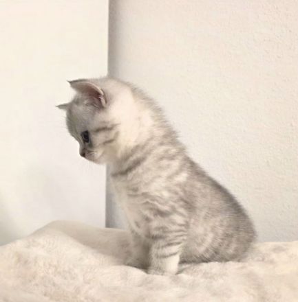 Bkh kitten, bkh Kätzchen