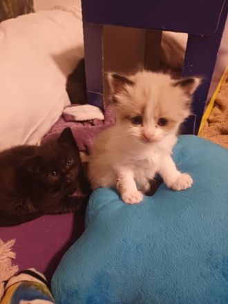 Ragdoll / BKH Mix