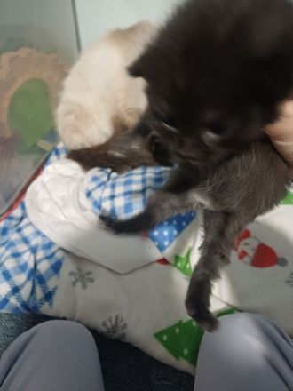 Ragdoll / BKH Mix