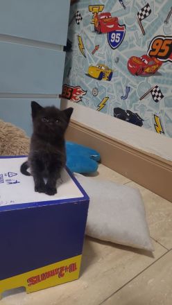 Ragdoll / BKH Mix