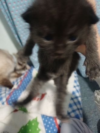 Ragdoll / BKH Mix
