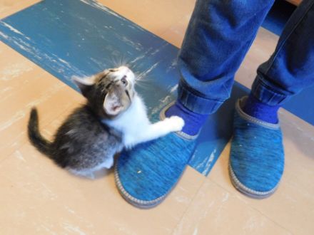 Liebe Kätzchen/Katzenbabys