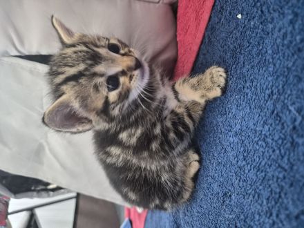 Mischlingskitten
