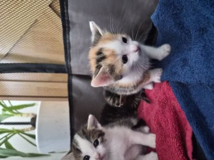 Mischlingskitten