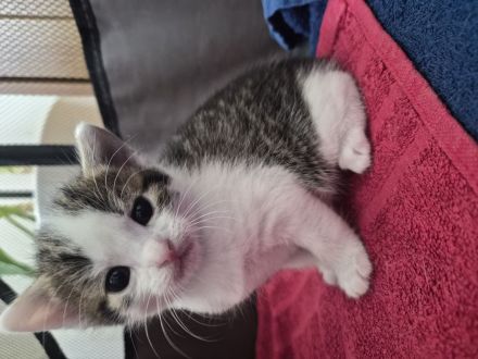 Mischlingskitten