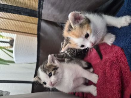 Mischlingskitten