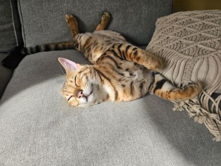 Bengal kater