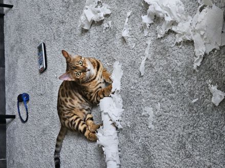 Bengal kater