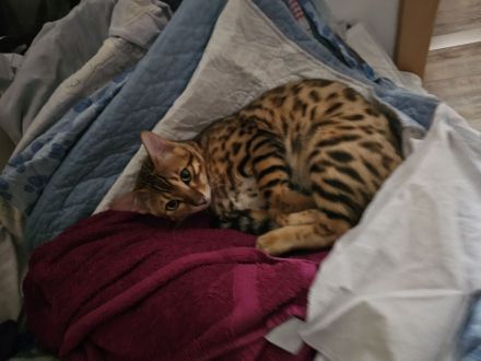 Bengal kater