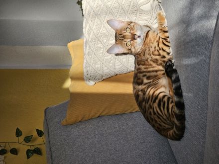 Bengal kater