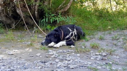Zuhause gesucht für Leia