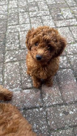 Toypudel/Zwergpudel-11Wochen-Apricot/Red-Brown