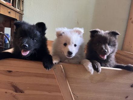 Großspitz Welpe weiblich schwarz abgabebereit
