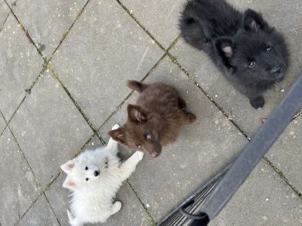 Großspitz Welpe weiblich schwarz abgabebereit