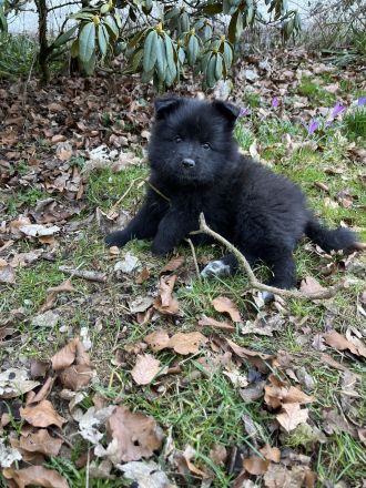 Großspitz Welpe weiblich schwarz abgabebereit