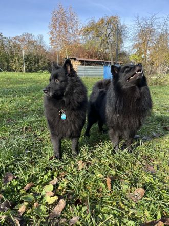 Großspitz Welpe weiblich schwarz abgabebereit