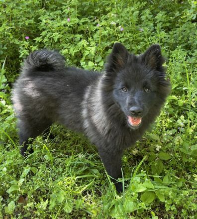Großspitz Welpe weiblich schwarz abgabebereit