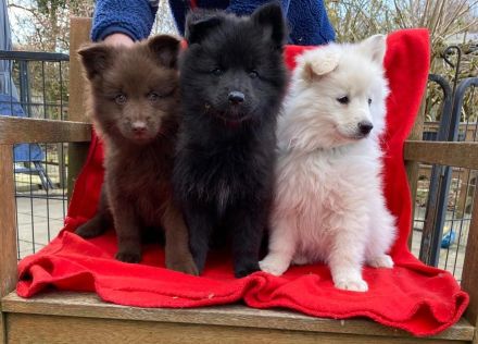 Großspitz Welpe weiblich schwarz abgabebereit