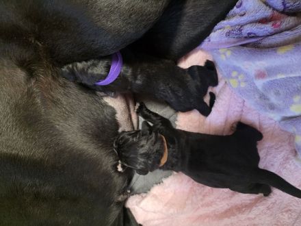 Cane corso welpen zu verkaufen