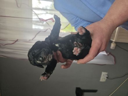 Cane corso welpen zu verkaufen